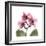 Pink Orchid-Albert Koetsier-Framed Art Print