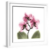 Pink Orchid-Albert Koetsier-Framed Art Print