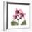 Pink Orchid-Albert Koetsier-Framed Art Print