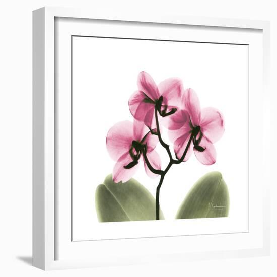 Pink Orchid-Albert Koetsier-Framed Art Print