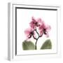 Pink Orchid-Albert Koetsier-Framed Art Print