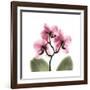 Pink Orchid-Albert Koetsier-Framed Art Print