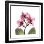 Pink Orchid-Albert Koetsier-Framed Art Print