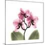 Pink Orchid-Albert Koetsier-Mounted Art Print