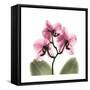 Pink Orchid-Albert Koetsier-Framed Stretched Canvas