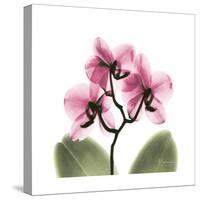 Pink Orchid-Albert Koetsier-Stretched Canvas