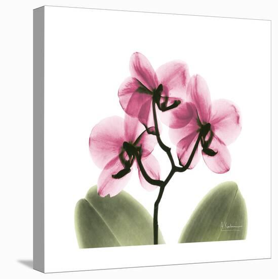 Pink Orchid-Albert Koetsier-Stretched Canvas