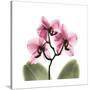 Pink Orchid-Albert Koetsier-Stretched Canvas