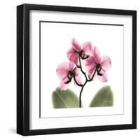 Pink Orchid-Albert Koetsier-Framed Art Print