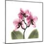 Pink Orchid-Albert Koetsier-Mounted Art Print