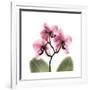 Pink Orchid-Albert Koetsier-Framed Premium Giclee Print