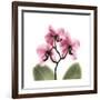 Pink Orchid-Albert Koetsier-Framed Premium Giclee Print