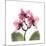 Pink Orchid-Albert Koetsier-Mounted Premium Giclee Print