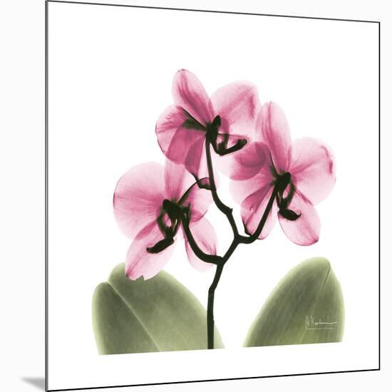 Pink Orchid-Albert Koetsier-Mounted Premium Giclee Print