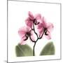 Pink Orchid-Albert Koetsier-Mounted Premium Giclee Print