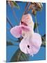 Pink Orchid-null-Mounted Photographic Print