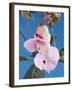 Pink Orchid-null-Framed Photographic Print