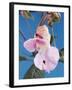 Pink Orchid-null-Framed Photographic Print