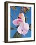 Pink Orchid-null-Framed Photographic Print