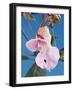 Pink Orchid-null-Framed Photographic Print