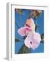 Pink Orchid-null-Framed Photographic Print
