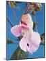 Pink Orchid-null-Mounted Photographic Print