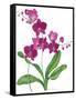 Pink Orchid-Sally Crosthwaite-Framed Stretched Canvas