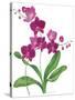 Pink Orchid-Sally Crosthwaite-Stretched Canvas