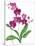 Pink Orchid-Sally Crosthwaite-Stretched Canvas