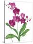 Pink Orchid-Sally Crosthwaite-Stretched Canvas