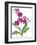 Pink Orchid-Sally Crosthwaite-Framed Giclee Print