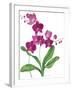Pink Orchid-Sally Crosthwaite-Framed Giclee Print
