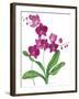 Pink Orchid-Sally Crosthwaite-Framed Giclee Print