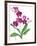 Pink Orchid-Sally Crosthwaite-Framed Giclee Print