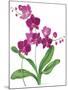 Pink Orchid-Sally Crosthwaite-Mounted Giclee Print