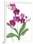 Pink Orchid-Sally Crosthwaite-Framed Giclee Print