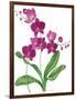 Pink Orchid-Sally Crosthwaite-Framed Giclee Print