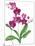 Pink Orchid-Sally Crosthwaite-Mounted Giclee Print