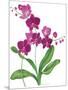 Pink Orchid-Sally Crosthwaite-Mounted Giclee Print