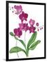 Pink Orchid-Sally Crosthwaite-Framed Giclee Print