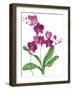 Pink Orchid-Sally Crosthwaite-Framed Giclee Print