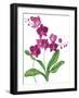 Pink Orchid-Sally Crosthwaite-Framed Giclee Print