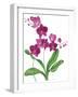 Pink Orchid-Sally Crosthwaite-Framed Giclee Print