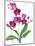 Pink Orchid-Sally Crosthwaite-Mounted Giclee Print