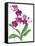 Pink Orchid-Sally Crosthwaite-Framed Stretched Canvas