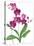 Pink Orchid-Sally Crosthwaite-Stretched Canvas