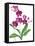 Pink Orchid-Sally Crosthwaite-Framed Stretched Canvas