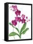 Pink Orchid-Sally Crosthwaite-Framed Stretched Canvas