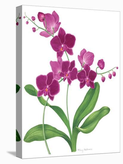 Pink Orchid-Sally Crosthwaite-Stretched Canvas