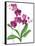 Pink Orchid-Sally Crosthwaite-Framed Stretched Canvas